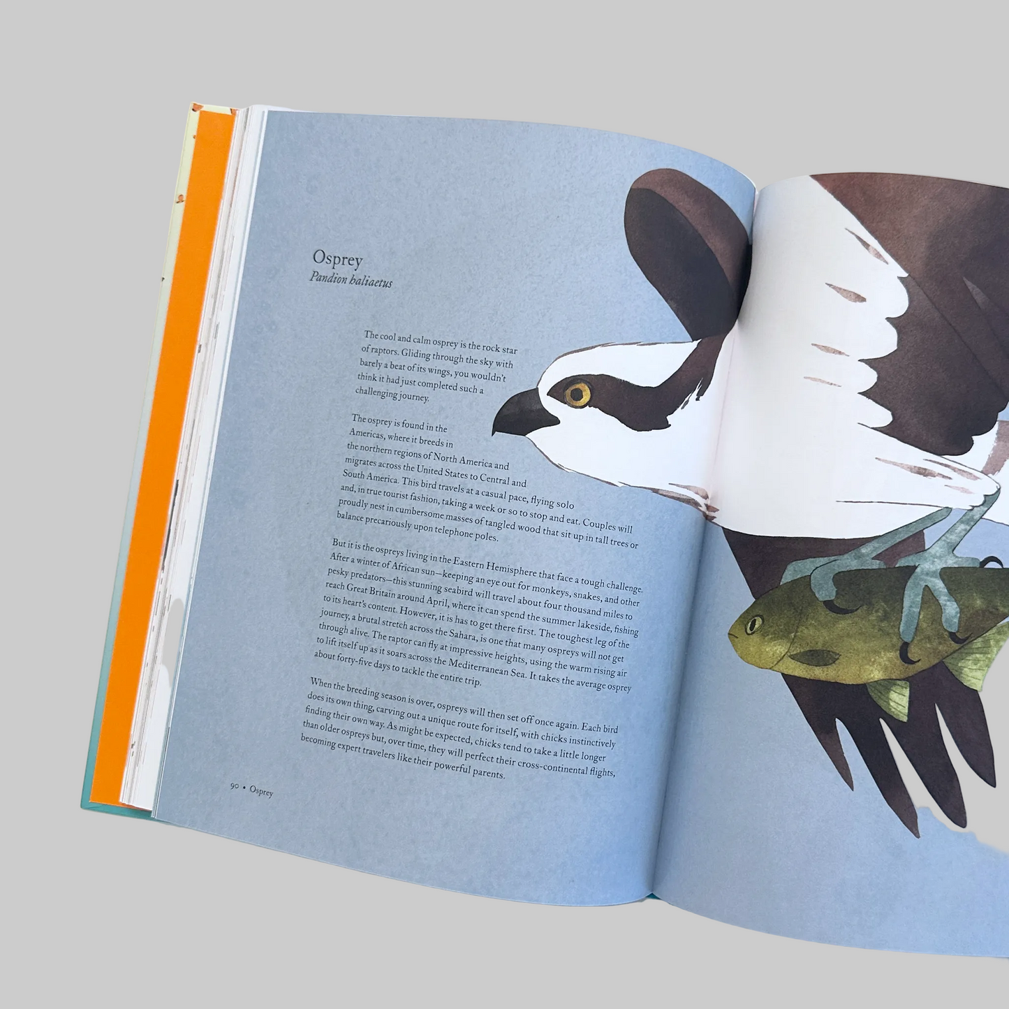 Open book with text and illustrations of a bird carrying a fish