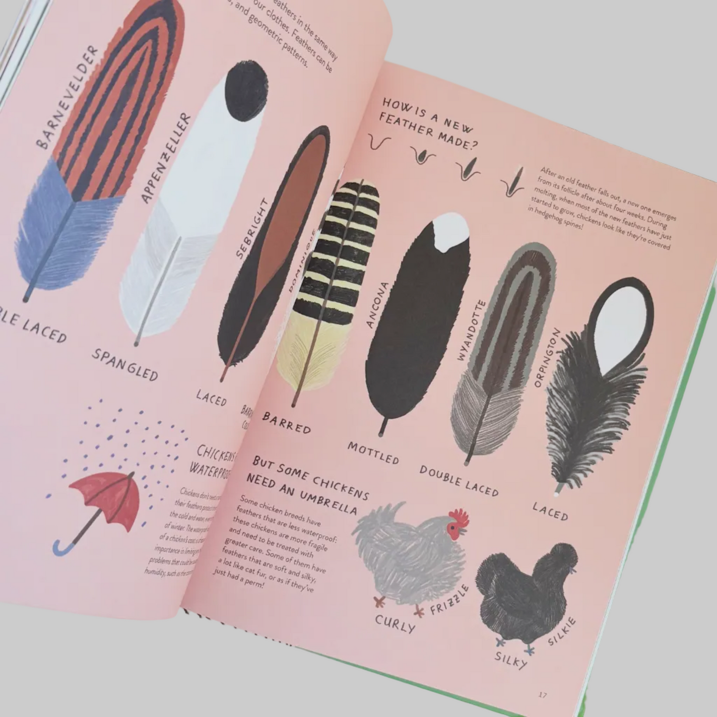 Illustrated book page about feathers with feather illustrations and text.