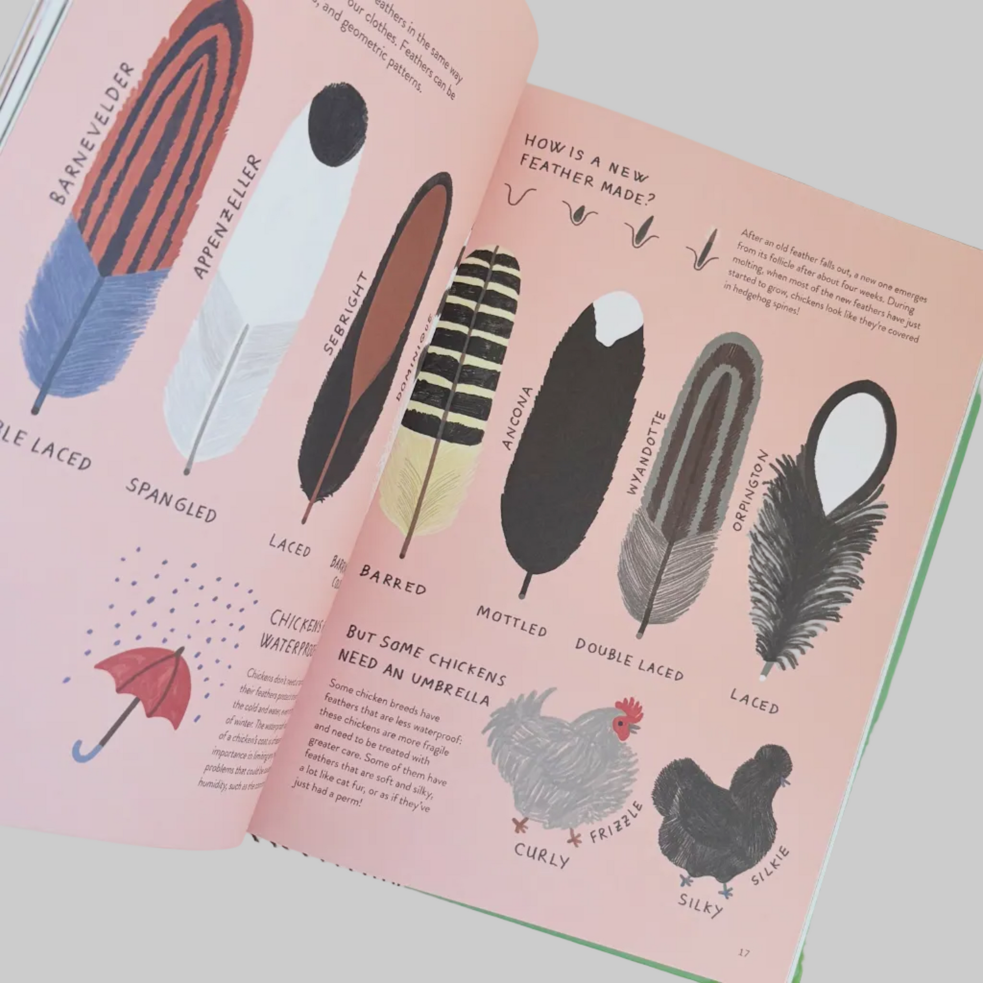 Illustrated book page about feathers with feather illustrations and text.