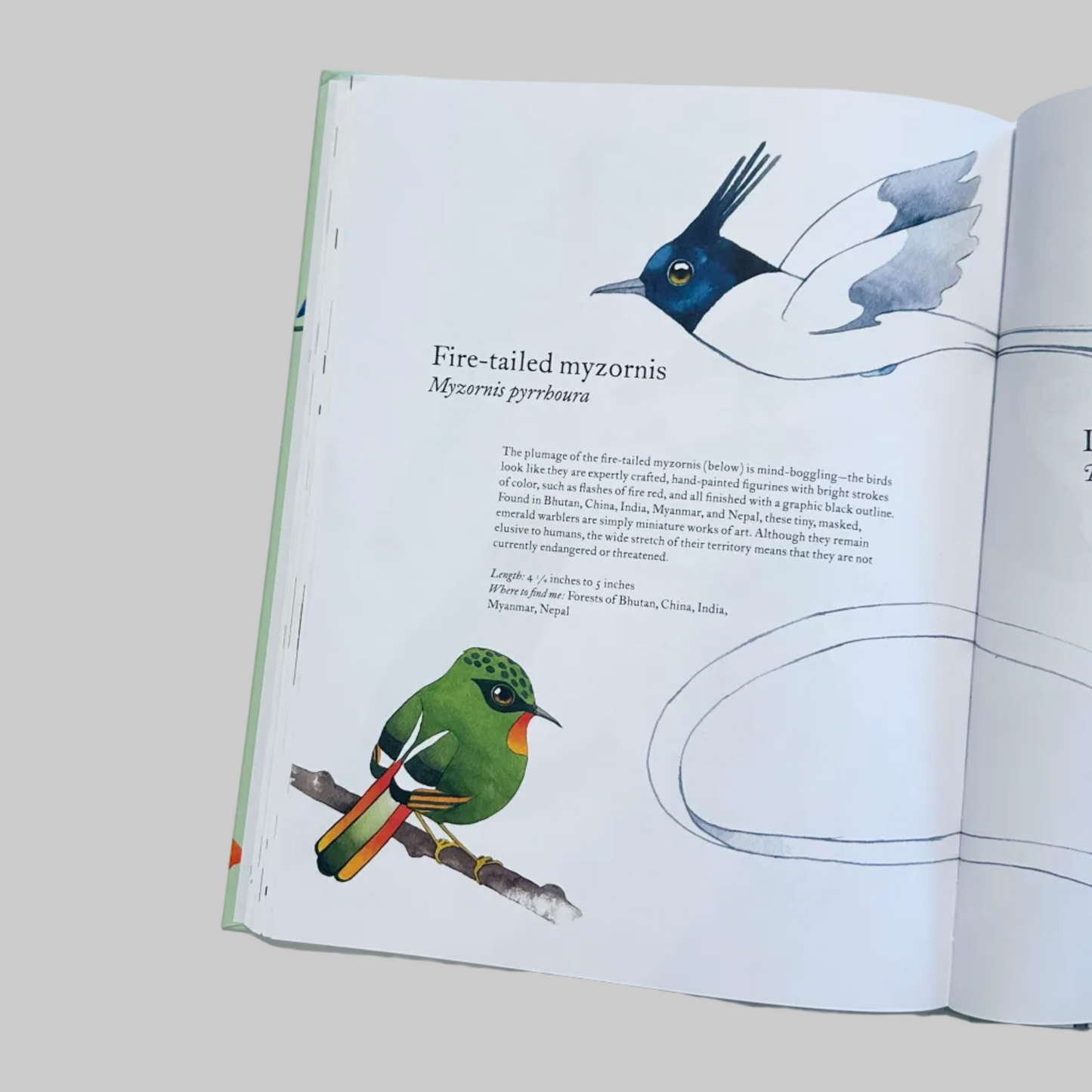 Inside page of a book with detailed descriptions of birds